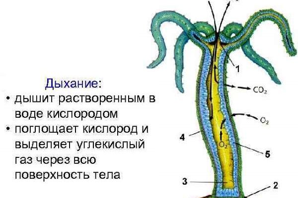 Что случилось с кракеном сайт